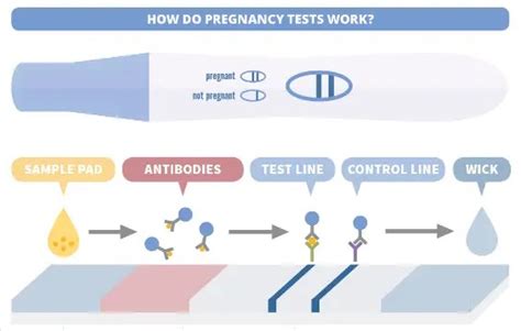 Image result for Pregnancy Testing