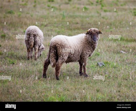 Two long-tail and long-wool sheep on field. Estonian rural view Stock ...