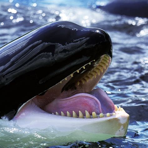 Killer Whale Species
