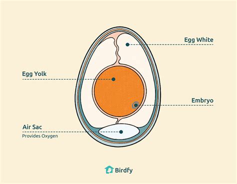 How Do Birds Breathe And The Efficient Respiratory System Of Birds – Birdfy