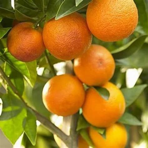 Orange Plant - Brazilian Mosambi Plants Seedles ( Natal ) Manufacturer ...