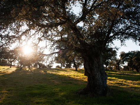 https://www.tuscasasrurales.com/img-guias-viaje/cordoba/pozoblanco/max/dehesa-de-sierra-morena.jpg