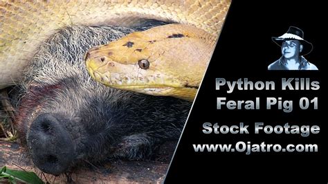 Python Kills Pig 的图像结果