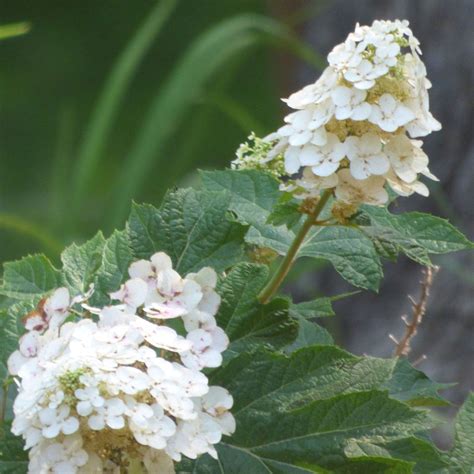 Growing Oakleaf Hydrangeas: Care and Maintenance Tips