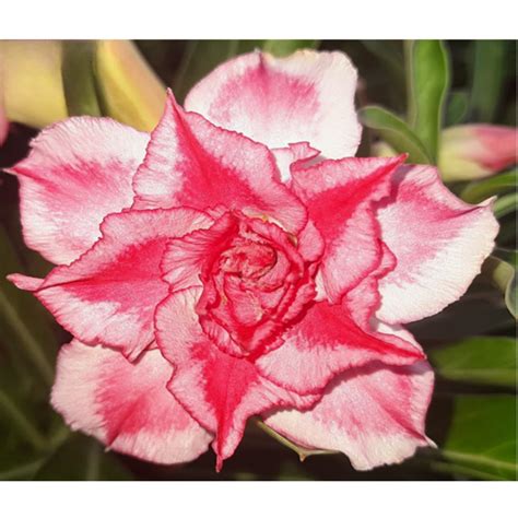 Adenium R100 – Plant Orbit