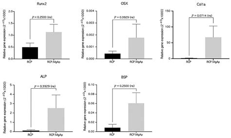 Biomimetic Mineralization Promotes Viability and Differentiation of ...