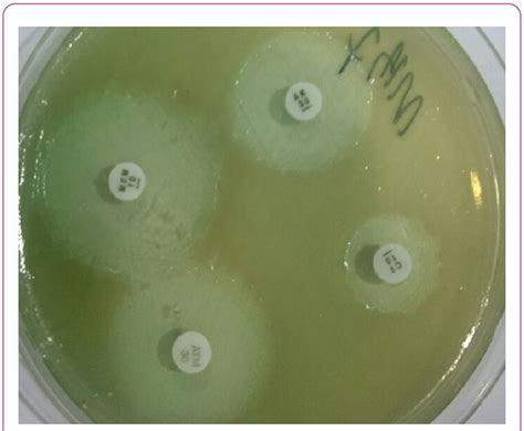 Image result for Mic Disc Diffusion Method