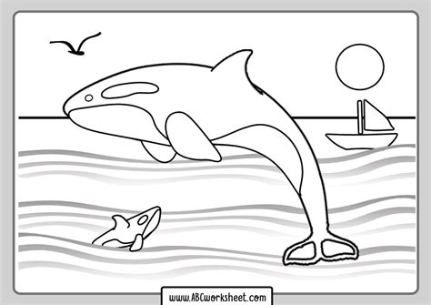 Orca Killer Whale Coloring Page