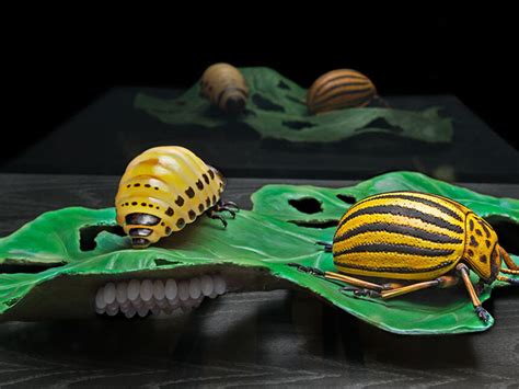 Keller’s Insect Models | Meer