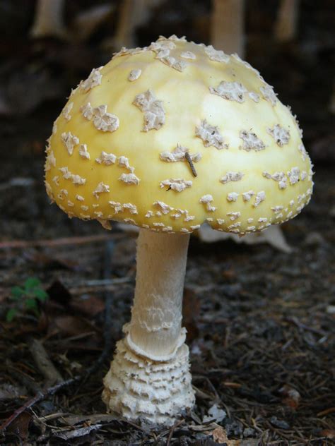 Amanita muscaria var. guessowii / American Eastern Yellow Fly Agaric ...