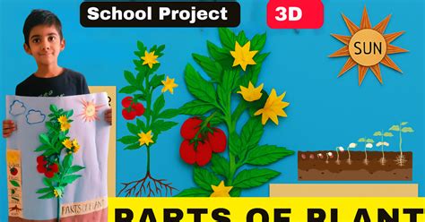 HOW TO MAKE PARTS OF A PLANT 3D MODEL /EASY SCHOOL PROJECT IDEAS FOR ...