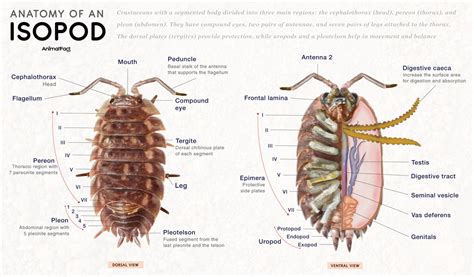 Female Vs Male Isopod: How To Tell Them Apart