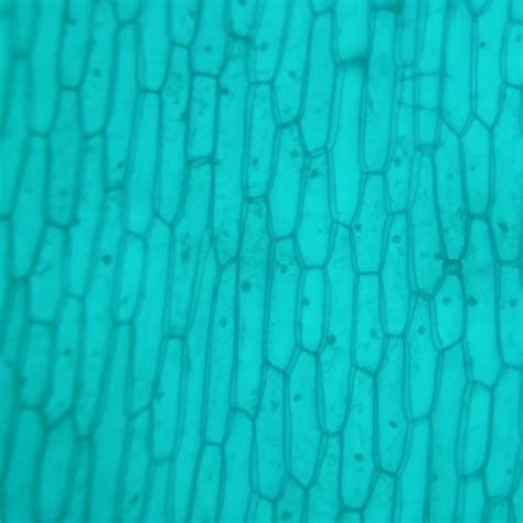 Onion epidermal cell prepared microscope slides, factory from China