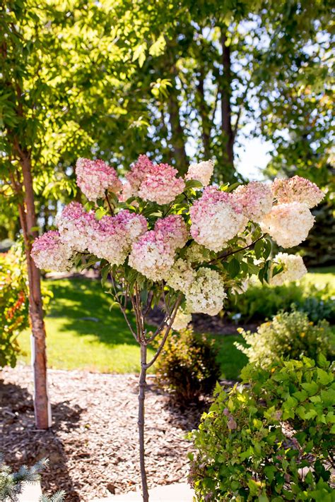 Vanilla Strawberry Hydrangea Tree Form Plant Library Pahls Strawberry
