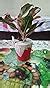 Ugaoo Aglaonema Red Natural Live Plant Indoor with Self Watering Pot ...
