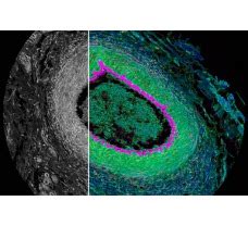 Buy Online Best Laboratory Microscope in India | Biomall.in