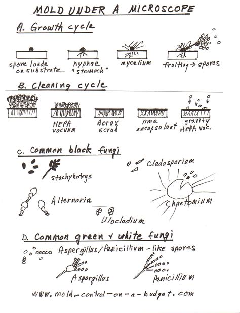 Mold Under Microscope 的图像结果