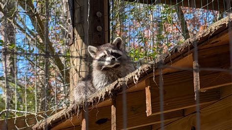 Yellow River Wildlife Sanctuary, Lilburn, GA: Information, Tickets and ...