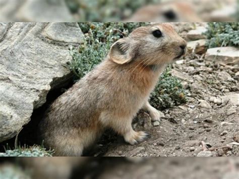 Researchers discover new species of pika in Sikkim