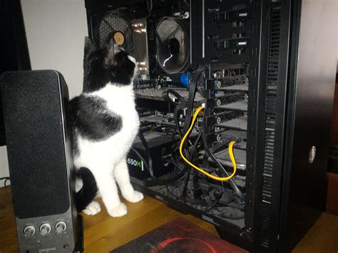 Image result for Cat Fixing Computer