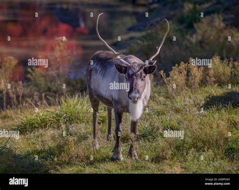 Caribou or reindeer with large antlers standing in a an autumn field in ...