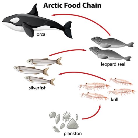 Simple Ocean Food Web