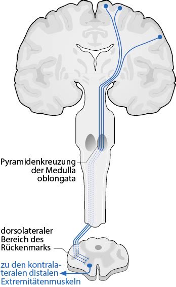 Pyramidenbahn – Dorsch - Lexikon der Psychologie