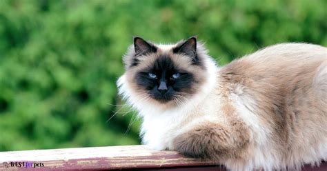 Top 10 Best Cat Breeds For Kids - Best For Pets