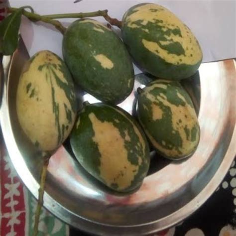 Home [newnessplant.in]