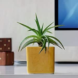 UGAOO Square Ceramic Pot (Yellow) - Diameter 3.9 Inch | Ceramic Planter ...