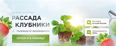 Питомник клубники | Русские Дубровки | Ягодная ферма - питомник Русские ...