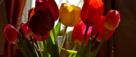 Download wallpaper Spring, Tulips, Room, Window, Spring, Colors, Tulips ...