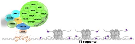 Transposable Elements: Epigenetic Silencing Mechanisms or Modulating ...