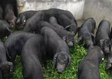 养了这么多年的猪，知道中国八大名猪吗？