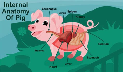 Making pig livers humanlike in quest to ease organ shortage- The Week