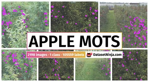 Apple MOTS - Dataset Ninja