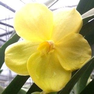 Ranu Gold X Butterfly - Gabbar Farms