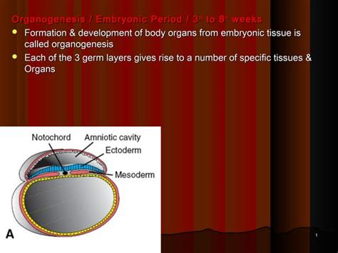 Image result for Third Week of Embryonic Development
