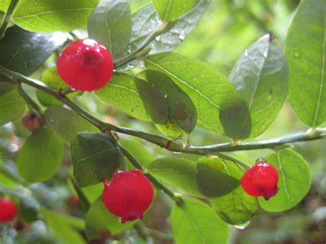 The Beauty of Nature: Huckleberries!