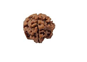 1 Mukhi Rudraksha Original Certified 1 Mukhi Gol Dana With Capping Gol ...