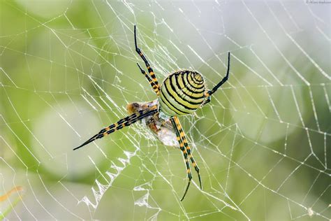 Common Spiders to Watch for In Colorado | Poisonous and Non-Venomous ...