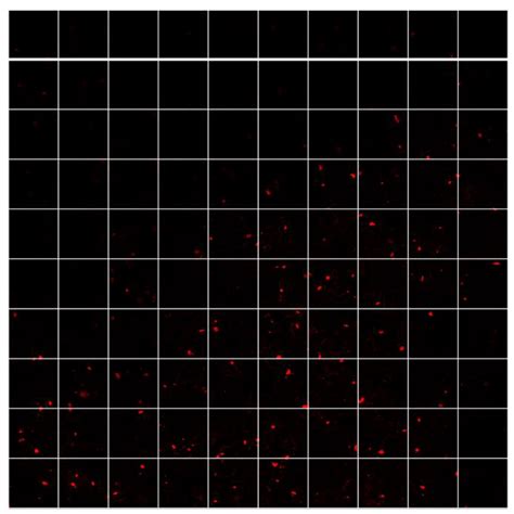Sustainable Utilization of Machine-Vision-Technique-Based Algorithm in ...