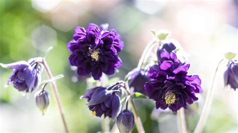 Wallpaper aquilegia, flowers, buds, purple, macro hd, picture, image