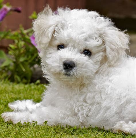 Rules of the Jungle: Bichon Frise puppies
