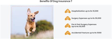 Best Pet Insurance | Pet Insurance For Dogs | Pet Insurance India ...