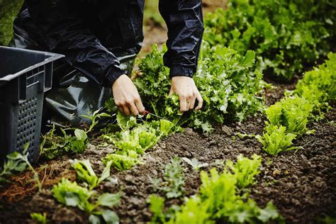 Organic Local Food 的图像结果