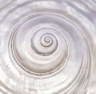 Image result for Pearly Shell Character