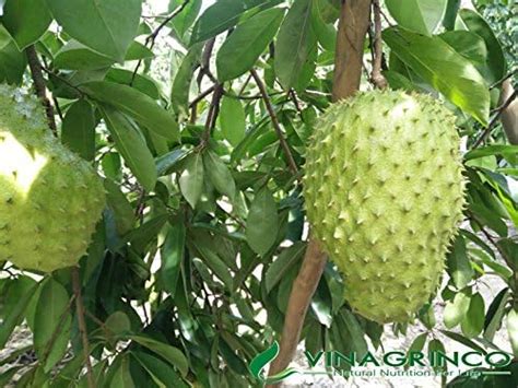 Mphmi Live Plants Nursery Garden Annona cherimola, Hanuman Phal ...