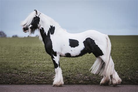 Shuffler | Irish cob, Horse breeds, Show horses