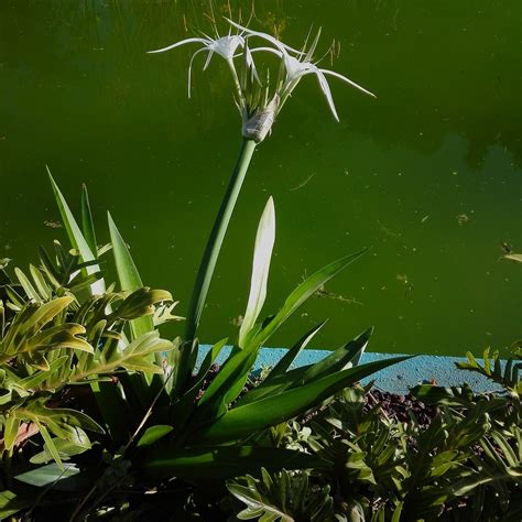 PARQUE DE LA SORTIJA (2026) All You Need to Know BEFORE You Go (with ...